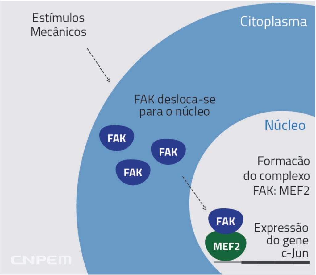 Novo modelo de rota de sinalização é descrito por pesquisa do LNBio. Uma proteína intracelular, a FAK, decodifica o estímulo mecânico em atividade enzimática e conduz diretamente a informação para um fator regulador da expressão gênica no núcleo do cardiomiócito, o MEF2. A formação do complexo FAK:MEF2 ativa o gene c-JUN, determinante para o desenvolvimento da insuficiência cardíaca.
