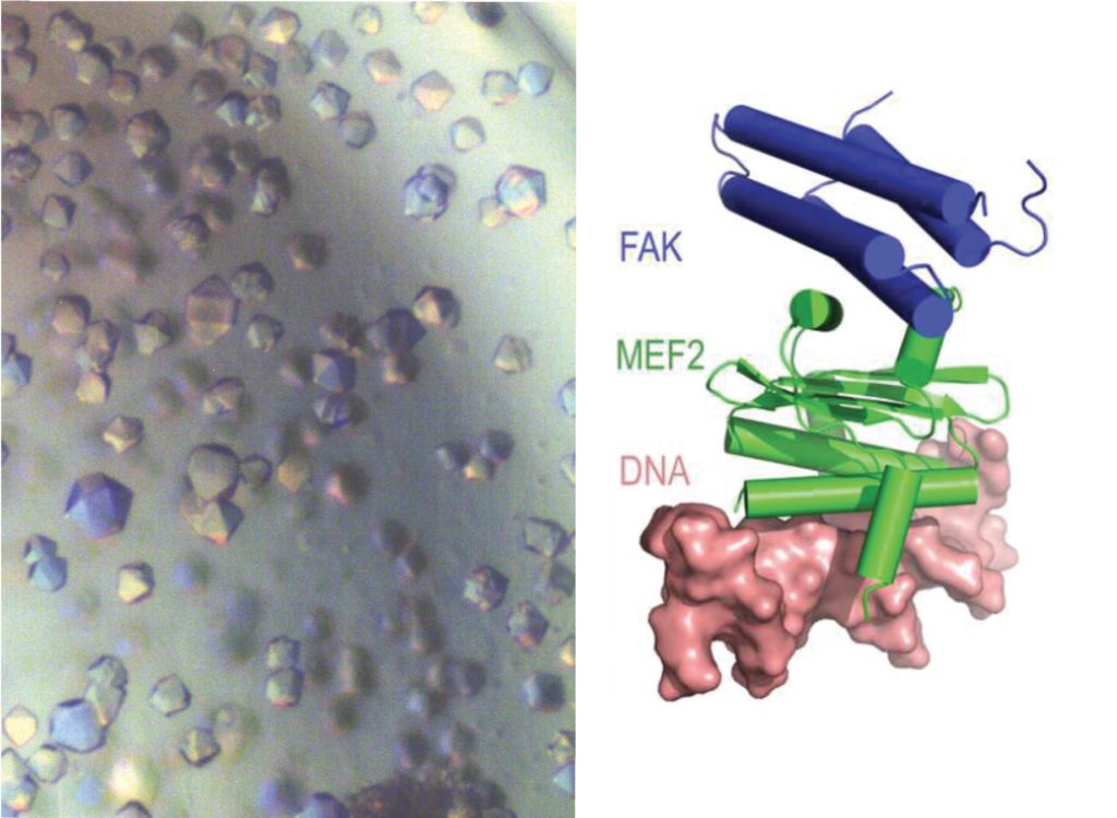 Modelo do complexo FAK:MEF2 ligado ao DNA (à esq). Cristais do complexo (à dir) foram submetidos a feixes de raios X, gerados em fontes de luz síncrotron. Resultados desta técnica permitiram a determinação da estrutura molecular