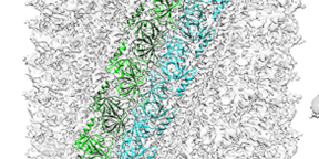 Figura1_criomicroscopia-estrutura