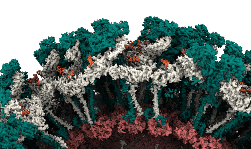 noticias-mayaro-corte-fig_cnpem5 min