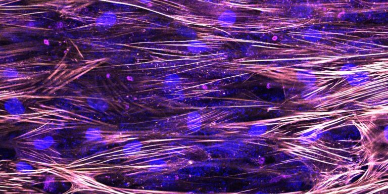 cardiomiócitos_Carol