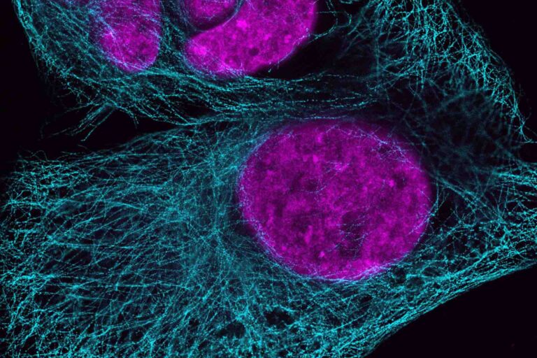 Laboratório de Imagens Biológicas 2025 small