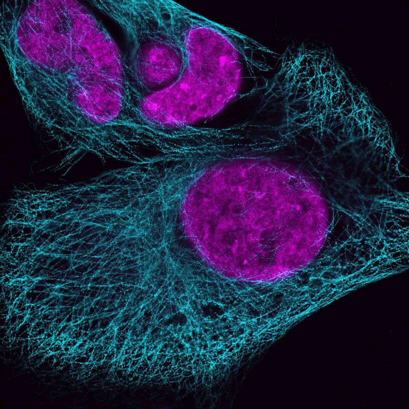 Laboratório de Imagens Biológicas 2025 small
