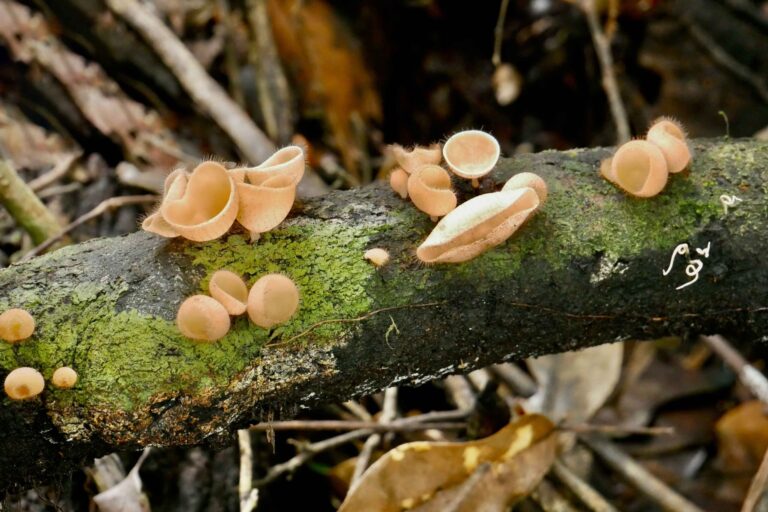 descoberta farmacos-produtos naturais